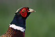 Common Pheasant