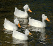 ducks
