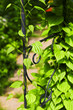 Vine on wrought iron arbor