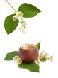 Jasmine tea