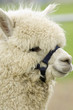 llama hair