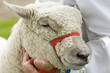 prize sheep