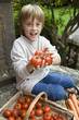 Photo: Boy (7-9) sitting on garden steps beside basket, holding fresh tomatoes, smiling, portrait Boy (7-9) sitting on garden steps beside basket, holding fresh tomatoes, smiling, portrait