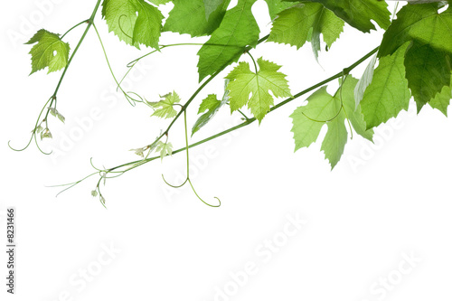 grape-leaves