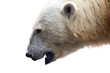 Polar bear. Ursus maritimus Polar bear. Ursus maritimus
