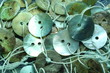 boutons de nacre