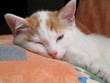chaton fatigué dormant chaton fatigué dormant