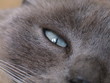 Oeil de chat Oeil de chat