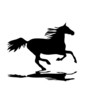 Cheval noir