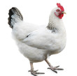 hen isolated