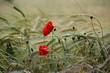 Poppies