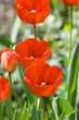 Photo: blossoming tulips blossoming tulips