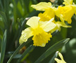 Photo: narcissus narcissus