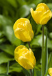 Photo: blossoming tulips blossoming tulips