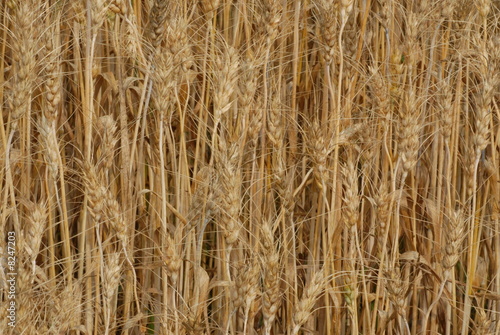 grano