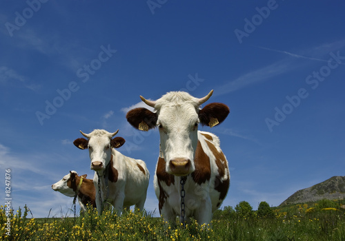 Foto: Vaches Vaches