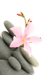 pink laurel flower over white with pebble