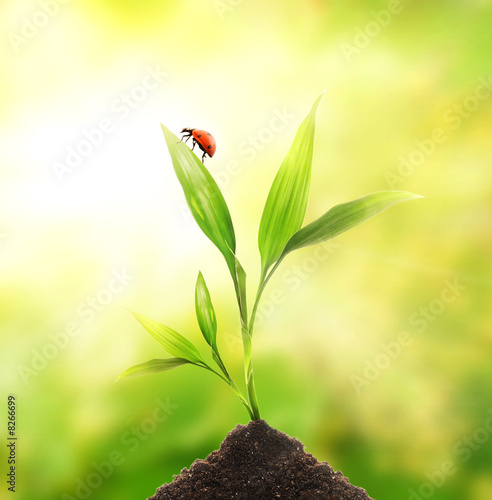 Foto: Ladybug sitting on a young plant Ladybug sitting on a young plant