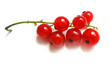 red currant