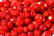 walderbeeren