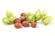 hazel-nut