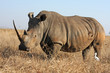 Rhino walking in the field Rhino walking in the field