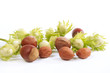 hazelnut