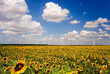 Photo: sonnenblumenfeld sonnenblumenfeld