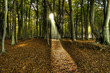 Herbstlicher Wald