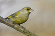 European Greenfinch 