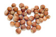 hazel nut macro