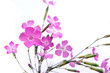 Fleur de montagne
