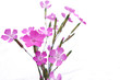 Fleur de montagne