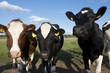 Dutch cows