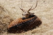 cerf