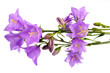 Bouquet of hand bells Bouquet of hand bells