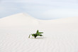 A plant in the desert