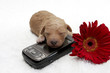 Cell Pup 