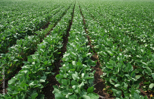 Photo: Soy field Soy field