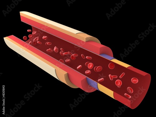 querschnitt einer arterie querschnitt einer arterie