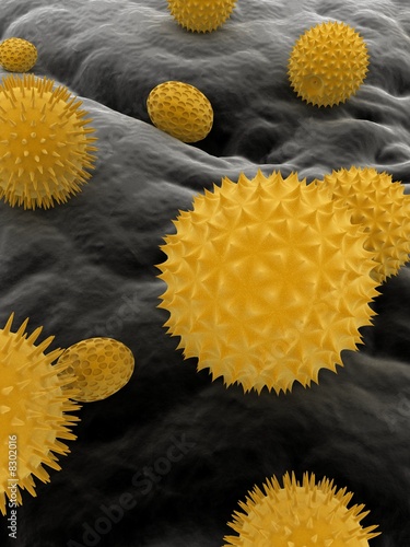 pollen