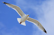 gull at texel