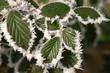 Givre Givre