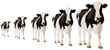 vaca
