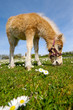 Horse foal eating green grass