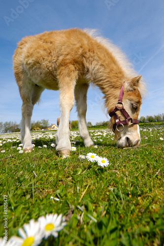Photo: Horse foal eating green grass Horse foal eating green grass