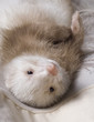 polecat lie on clothes polecat lie on clothes