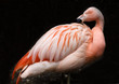 Pink Chilean Flamingo against Black Background