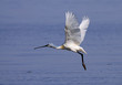 spoonbill in nature