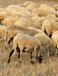 farm sheeps